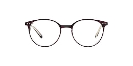 clearly Glasses foal